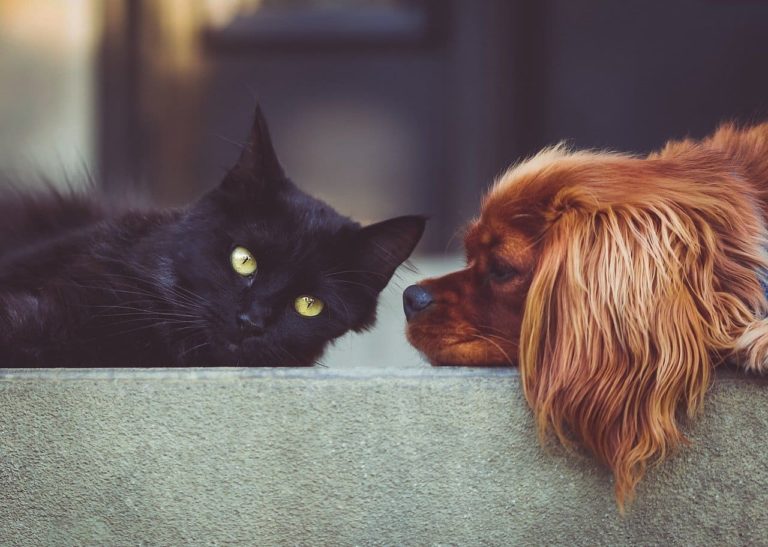 Dosierungsanleitung für Hunde und Katzen, CBD-Öl, was ist zu beachten, Canna Oil Informationen