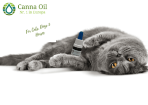 Canna Oil CBD Öl für deine Katze, Erfahrungsberichte: CBD Öl für Katzen