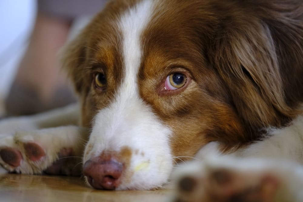 Warum vertragen Hunde mit MDR1-Gendefekt kein CBD? Was ist der MDR1 Gendefekt und wie macht er sich bemerkbar? Canna Oil Informationen