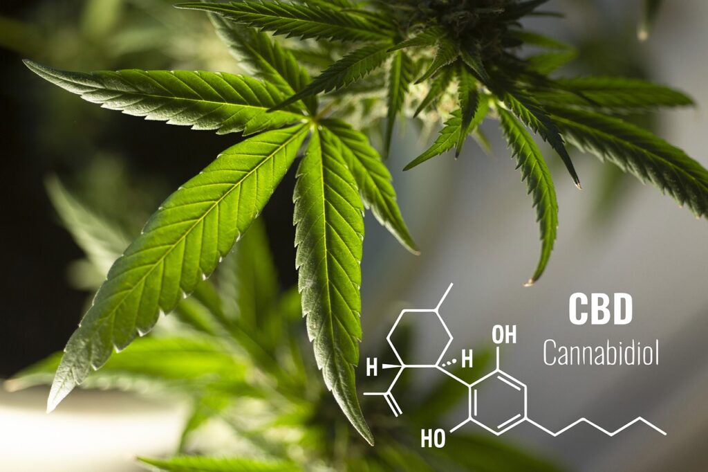 CBD und das Endocannabinoid System, Was ist das Endocannabinoid-System und wie wirkt CBD, Canna Oil Ratgeber