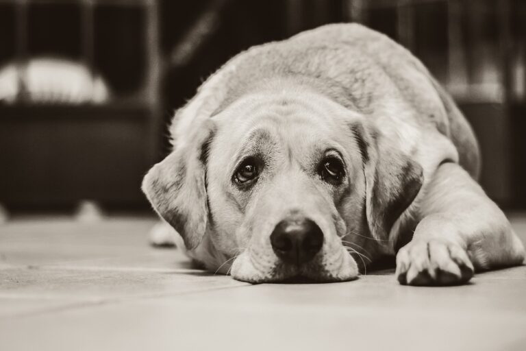 Unterstützung trauernder Haustiere: Wie CBD-Öl mit L-Tryptophan helfen kann