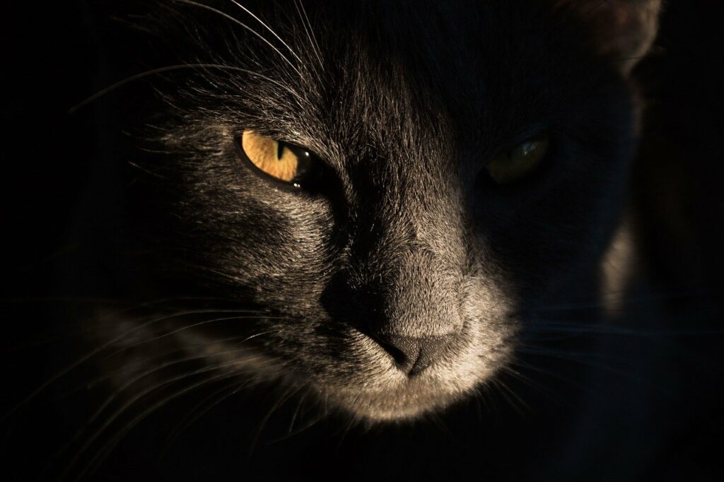 Rolling Skin Syndrom bei Katzen, wie kann CBD unterstützend helfen? Canna Oil Ratgeber CBD-Öl für Katzen
